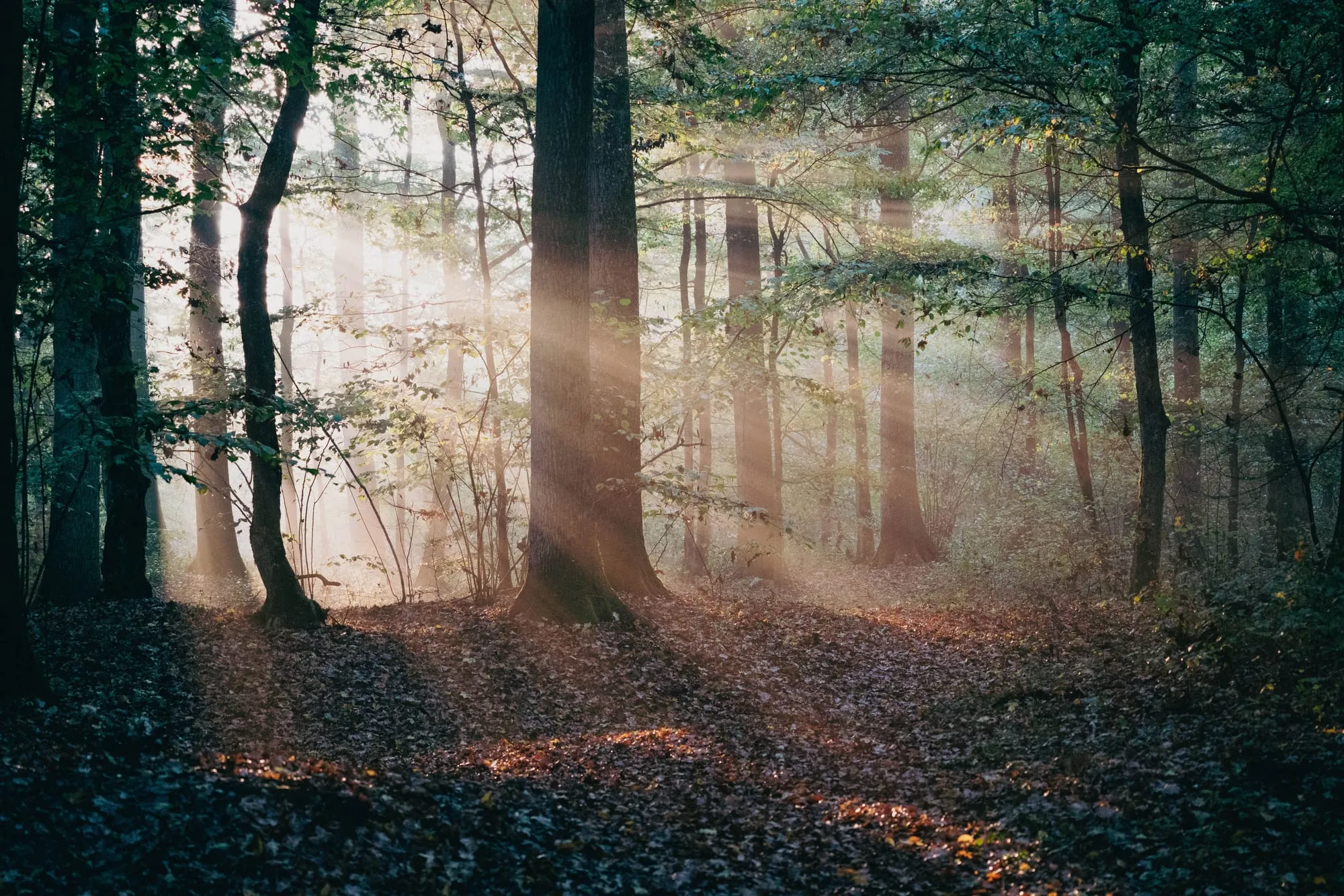 Lichtstrahlen fallen durch einen dunklen Wald auf den Boden